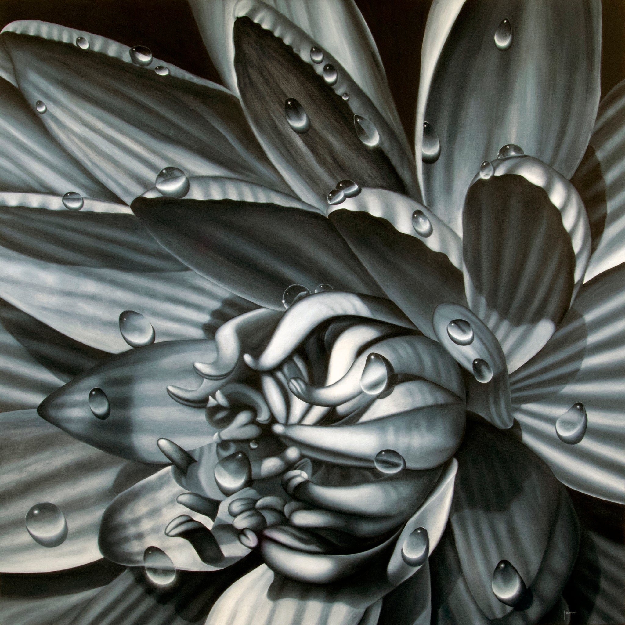 Black And White Waterlily