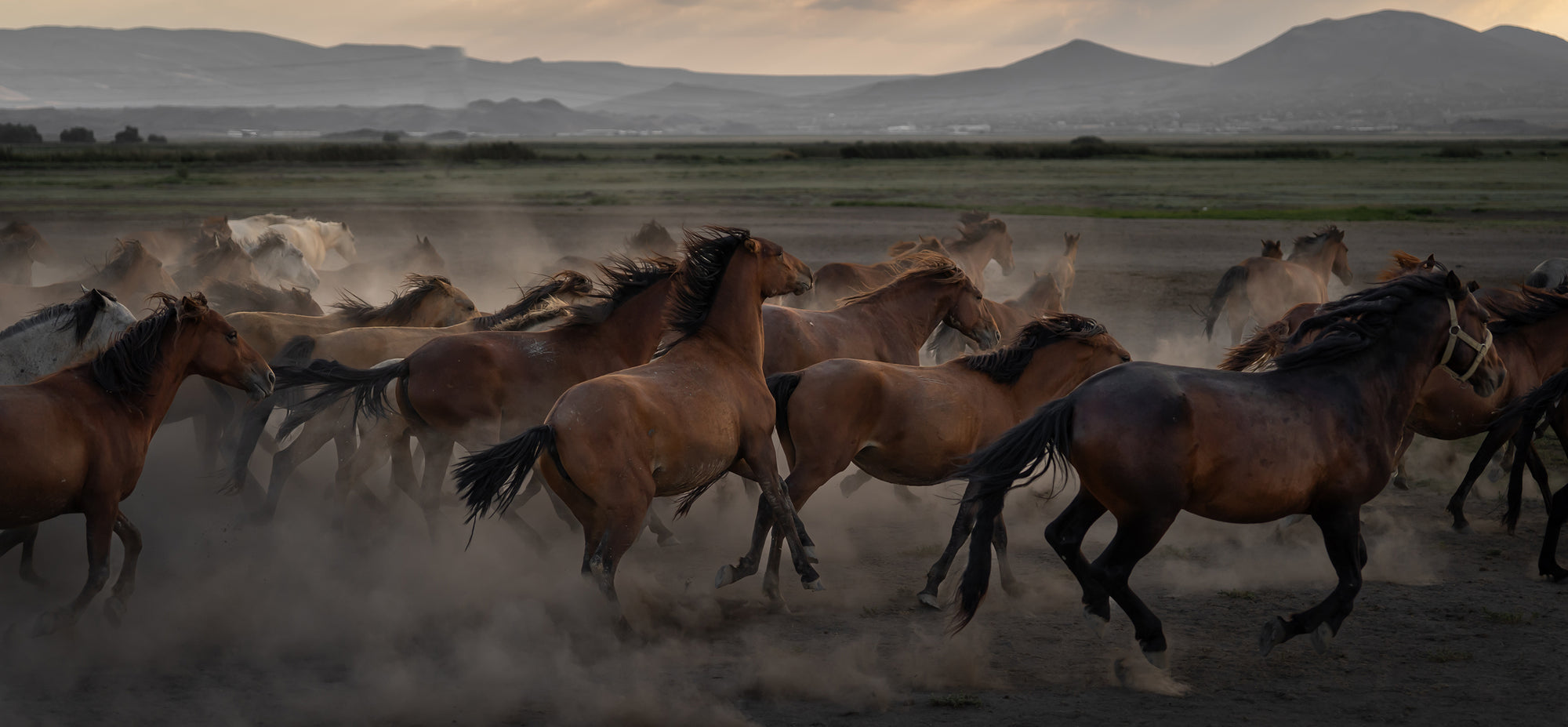Yilki Horses of Kayseri and Their Herders - Anatolian Poetry