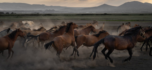 Yilki Horses of Kayseri and Their Herders - Anatolian Poetry