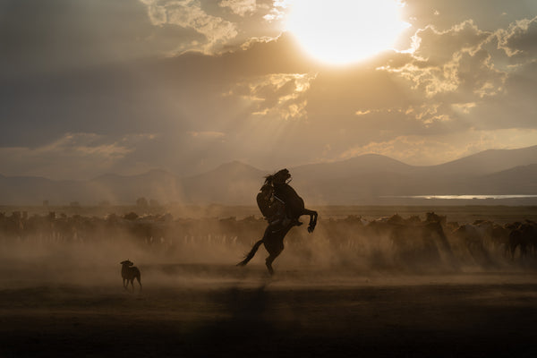 Yilki Horses of Kayseri and Their Herders - Bonded By Freedom