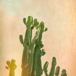 Cactus Glow