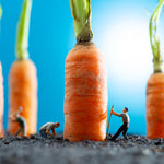 Collecting Carrots