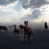 Yilki Horses of Kayseri and Their Herders - Echoes Of Freedom