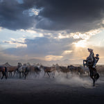 Yilki Horses of Kayseri and Their Herders - In The Heart Of The Herd