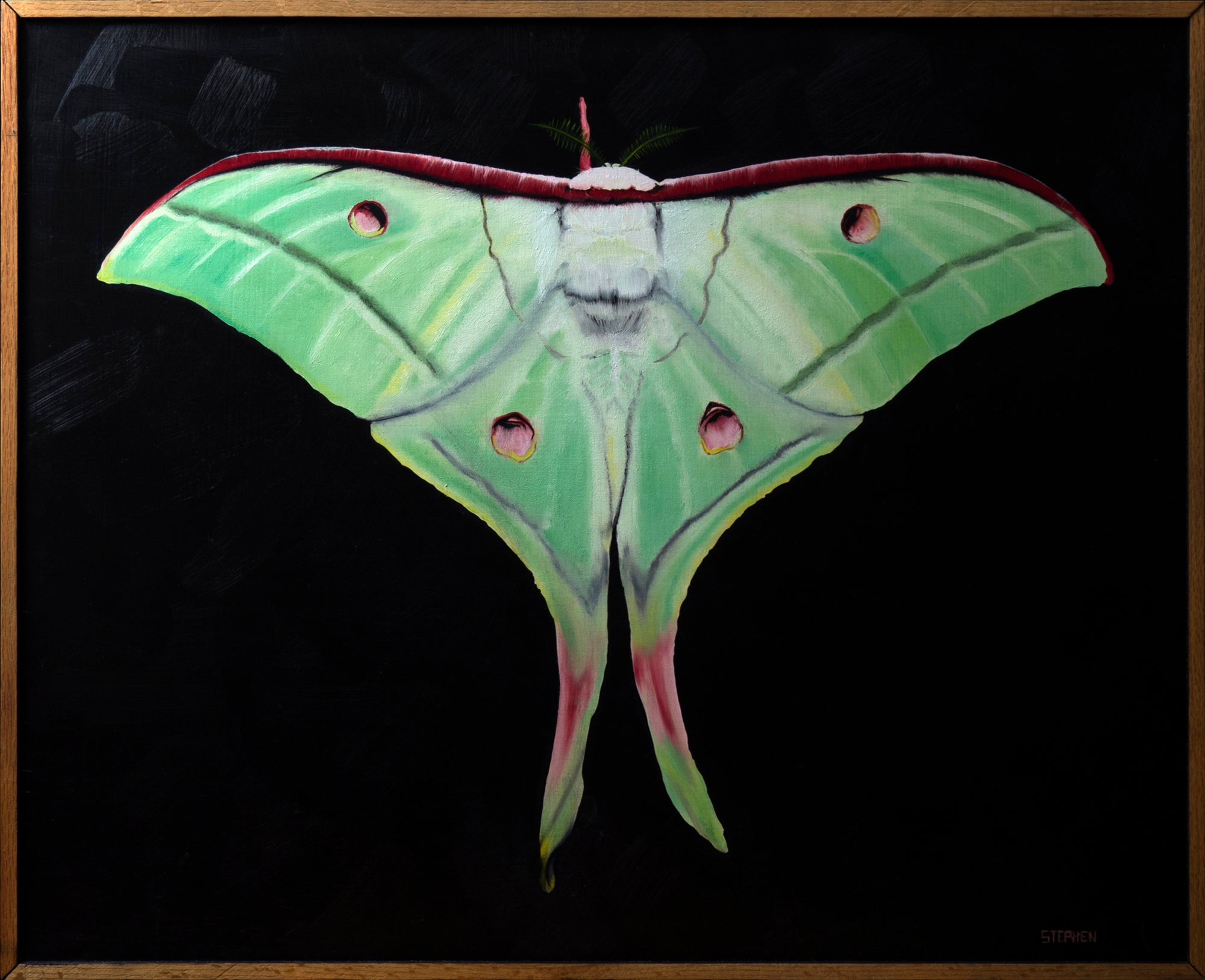 Luna Moth
