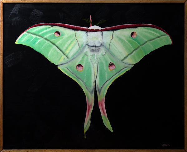 Luna Moth
