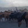 Yilki Horses of Kayseri and Their Herders - Silent Companions