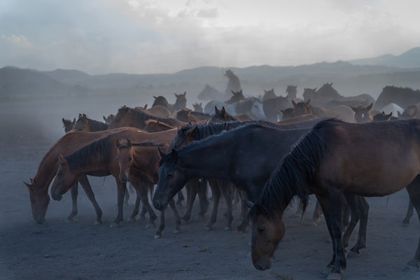 Yilki Horses of Kayseri and Their Herders - Silent Companions