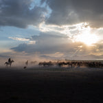 Yilki Horses of Kayseri and Their Herders - Silent Watch