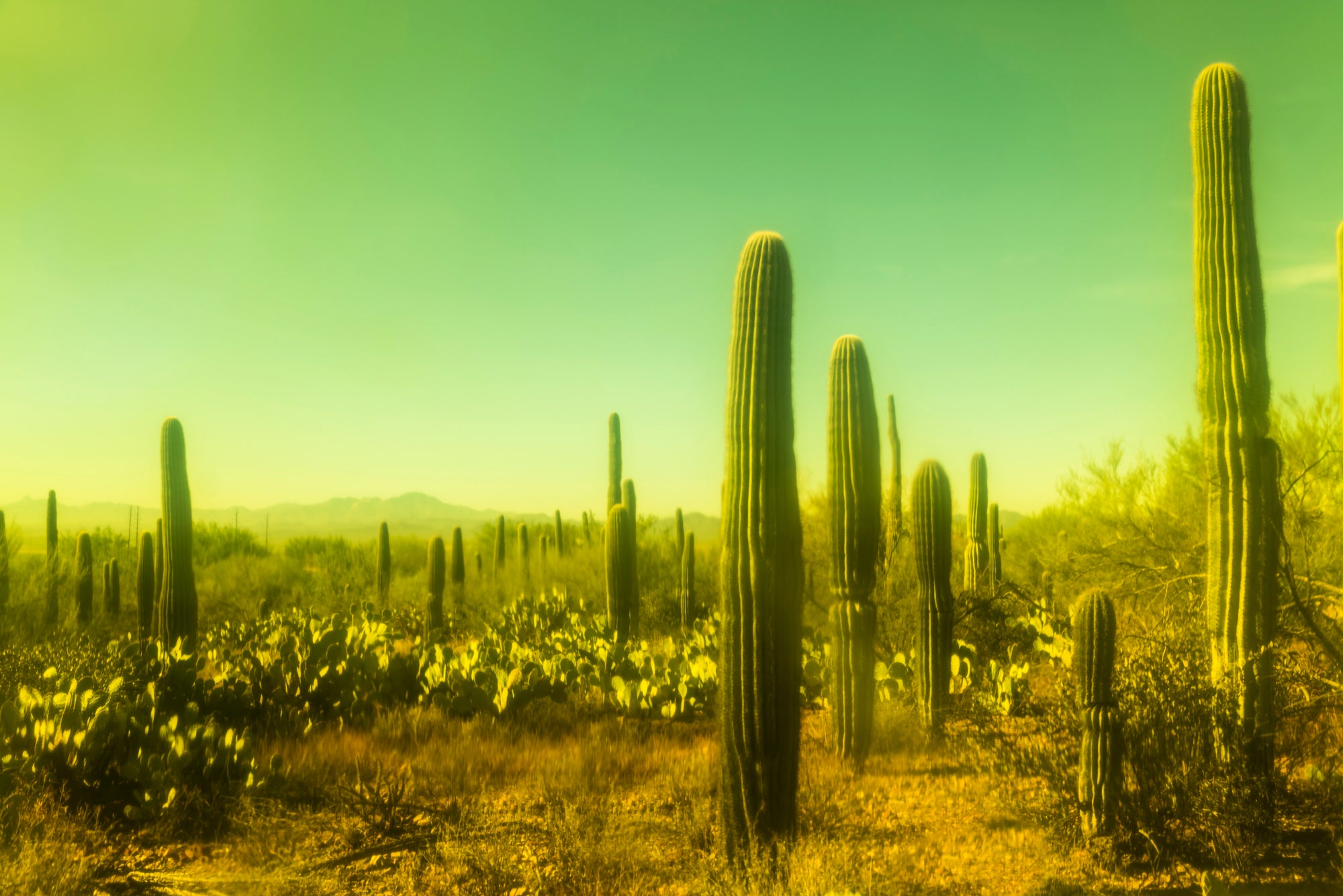 Stranger In A Strange Land