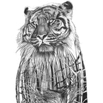 Sumatran Tiger
