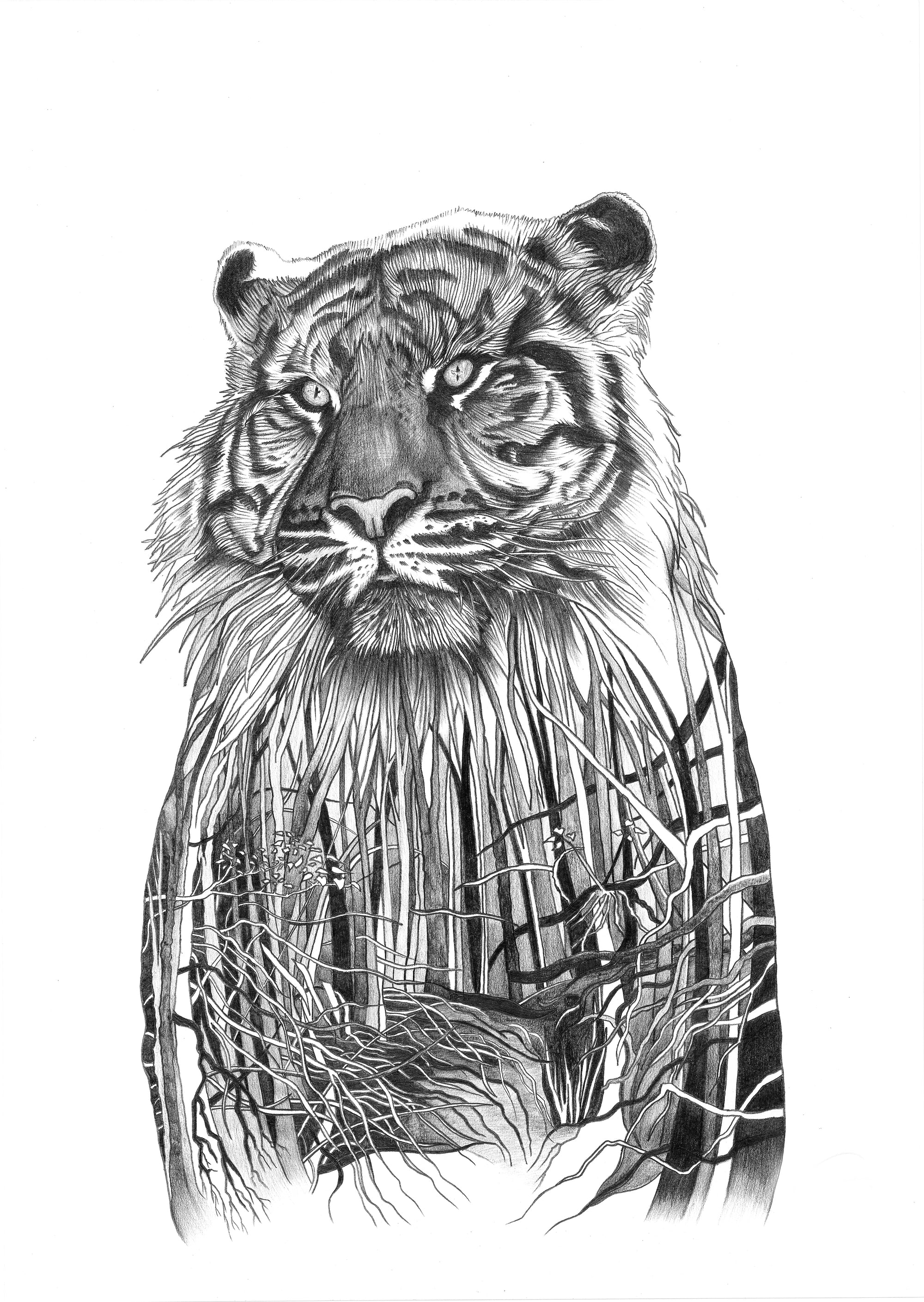 Sumatran Tiger