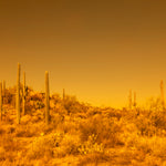 Sunshine In The Night