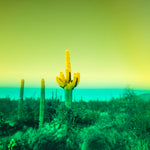 The Sea In The Desert