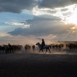 Yilki Horses of Kayseri and Their Herders - Timeless Connection