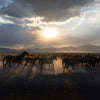 Yilki Horses of Kayseri and Their Herders - Untamed Freedom