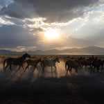 Yilki Horses of Kayseri and Their Herders - Untamed Freedom