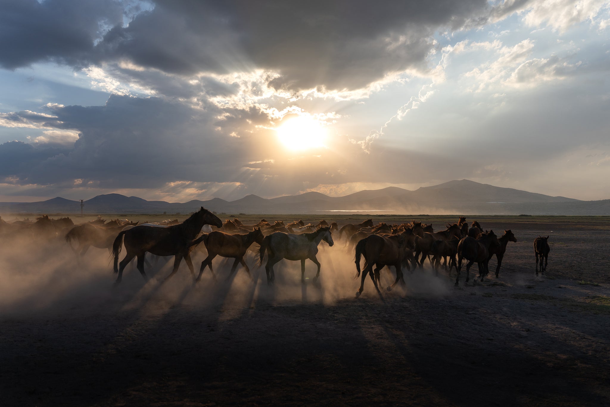 Yilki Horses of Kayseri and Their Herders - Untamed Freedom