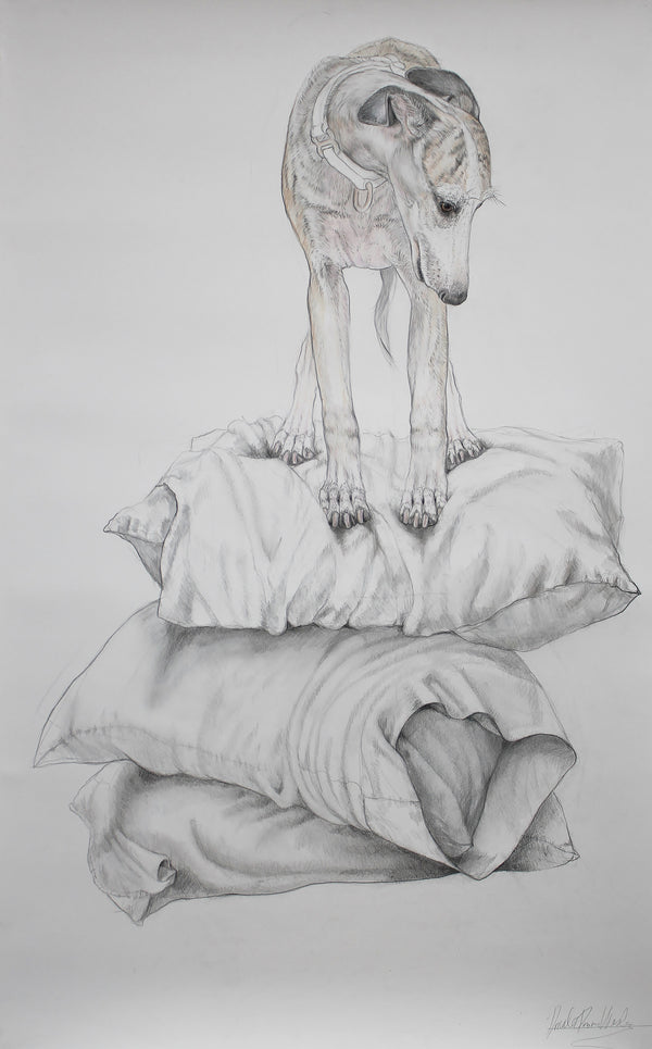 Whippet On Pillows