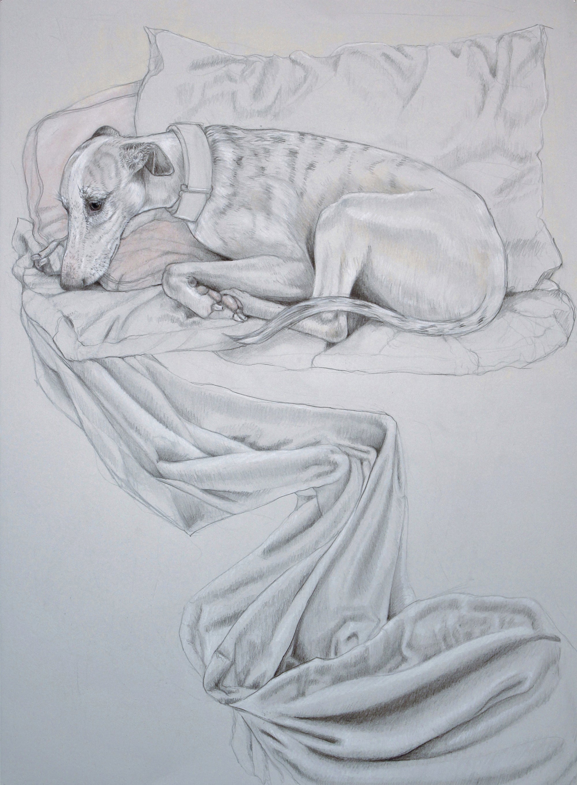 Whippet Reclining