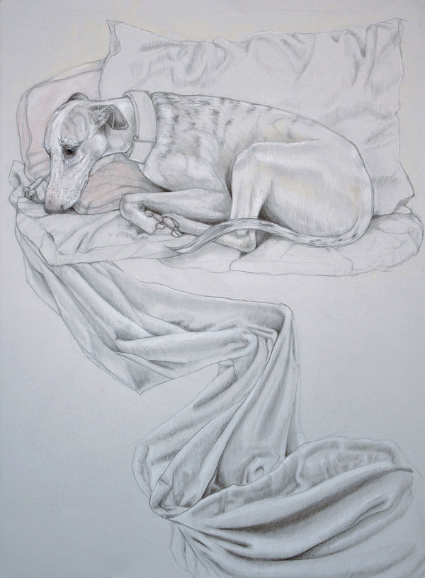 Whippet Reclining