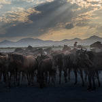 Yilki Horses of Kayseri and Their Herders - Whispers At Dusk