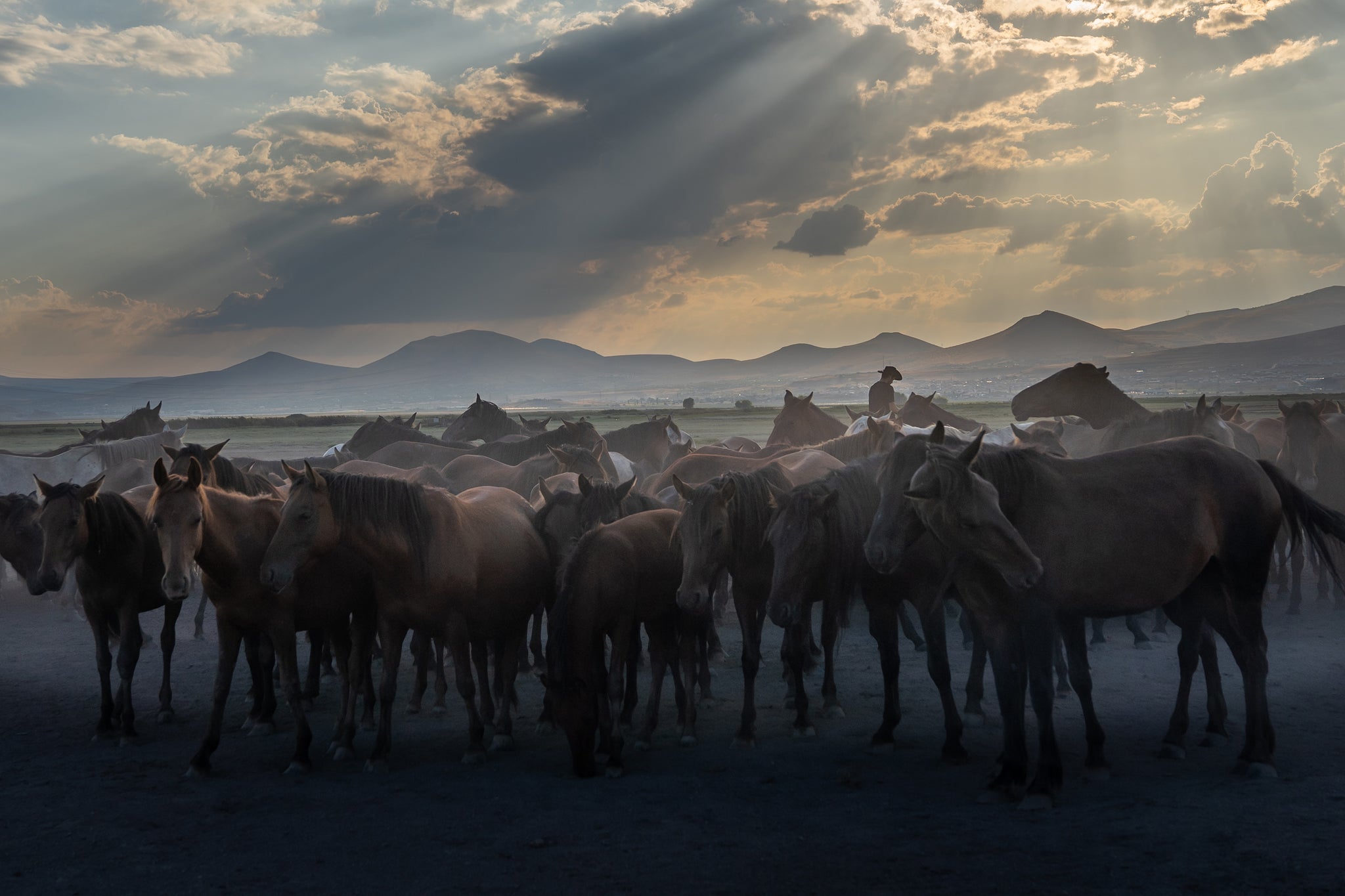 Yilki Horses of Kayseri and Their Herders - Whispers At Dusk