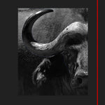 Cape Buffalo