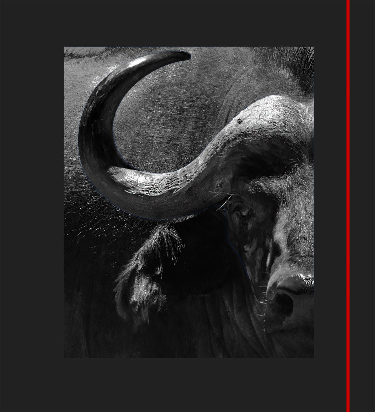 Cape Buffalo