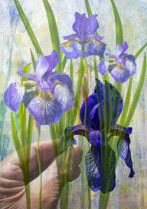 Keeping Iris