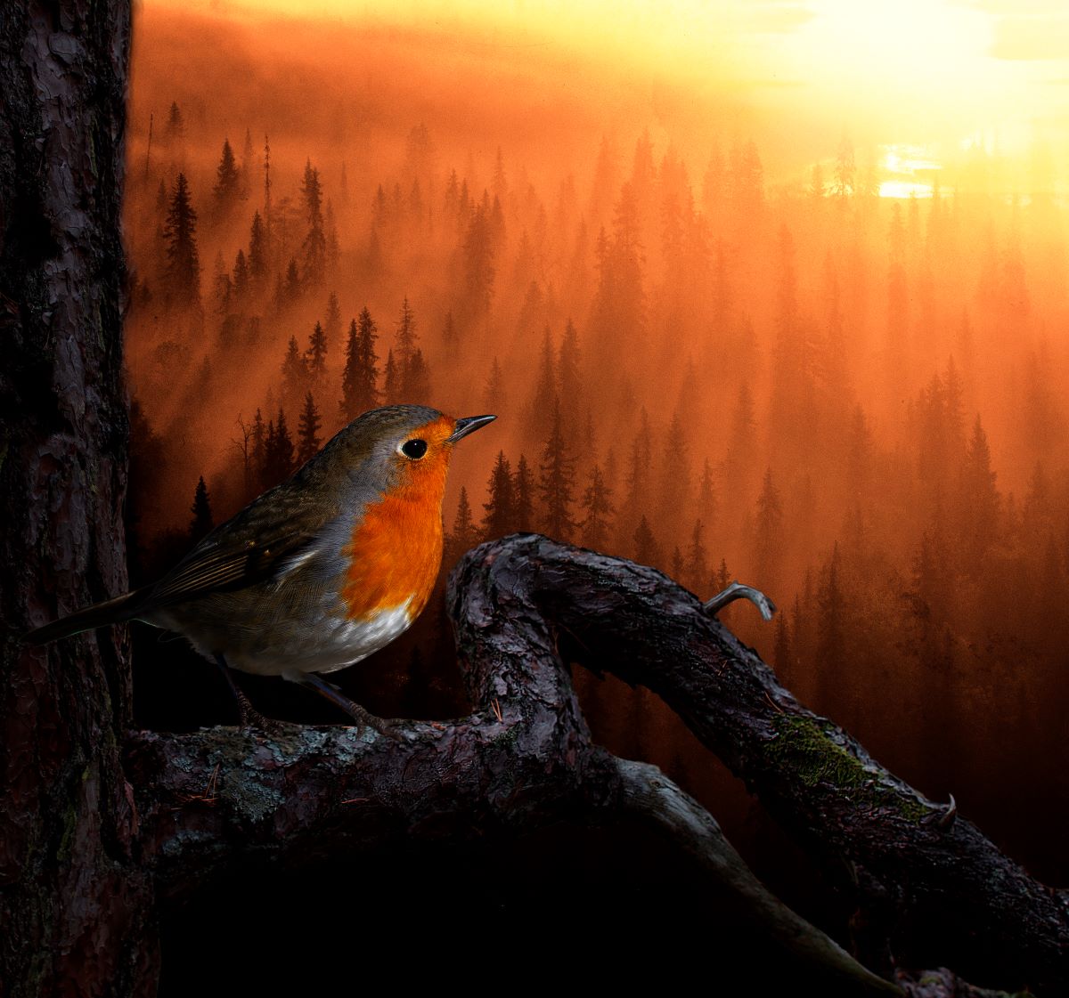 Sunrise