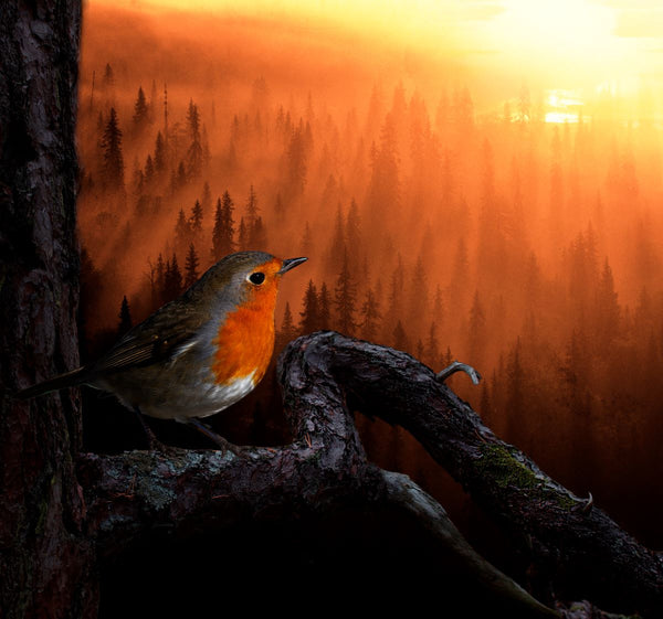 Sunrise