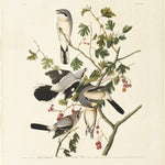 Great American Shrike