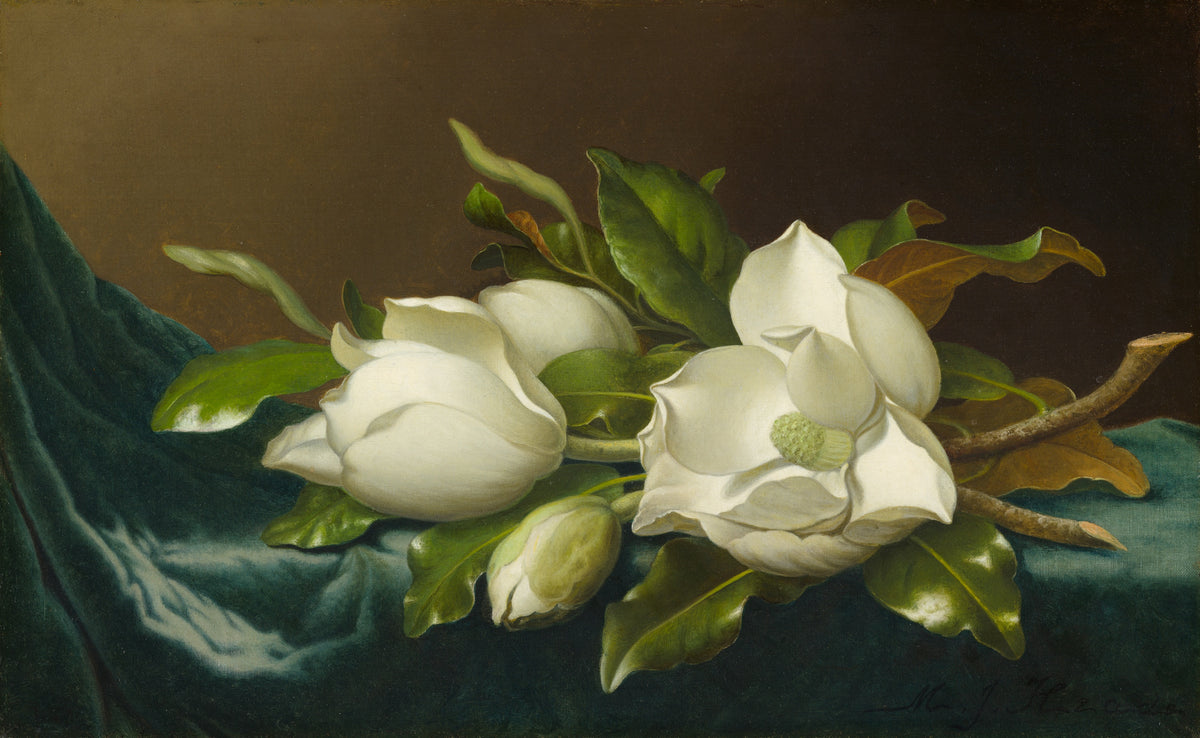 Magnolias on Light Blue Velvet Cloth