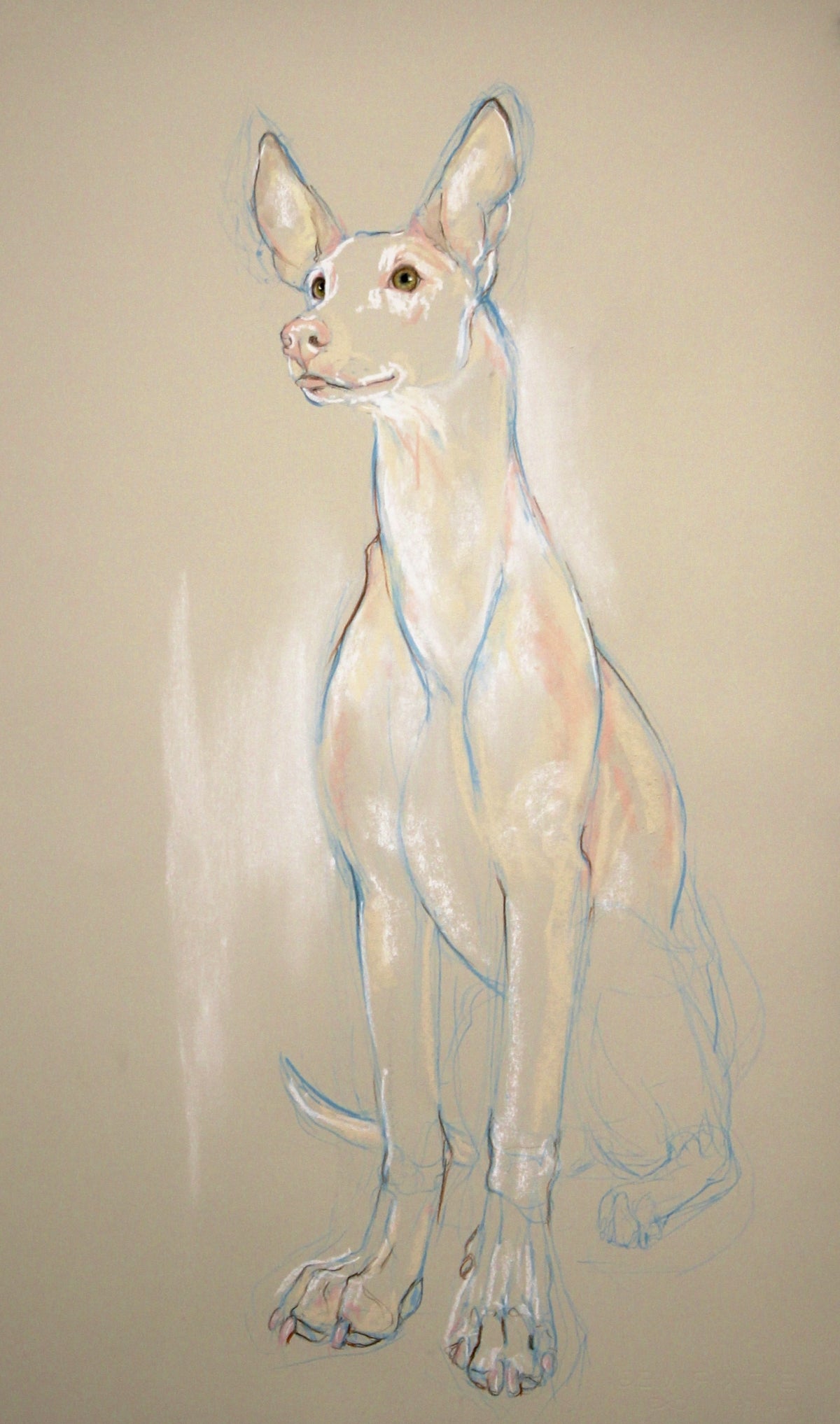 Ibizan Hound