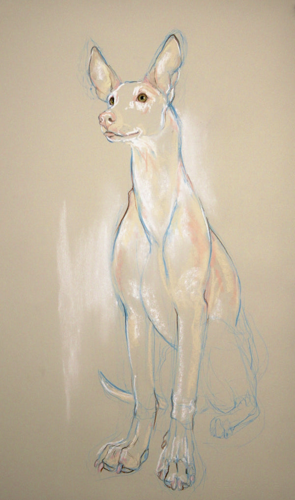 Ibizan Hound