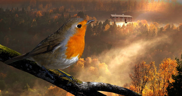 Robin