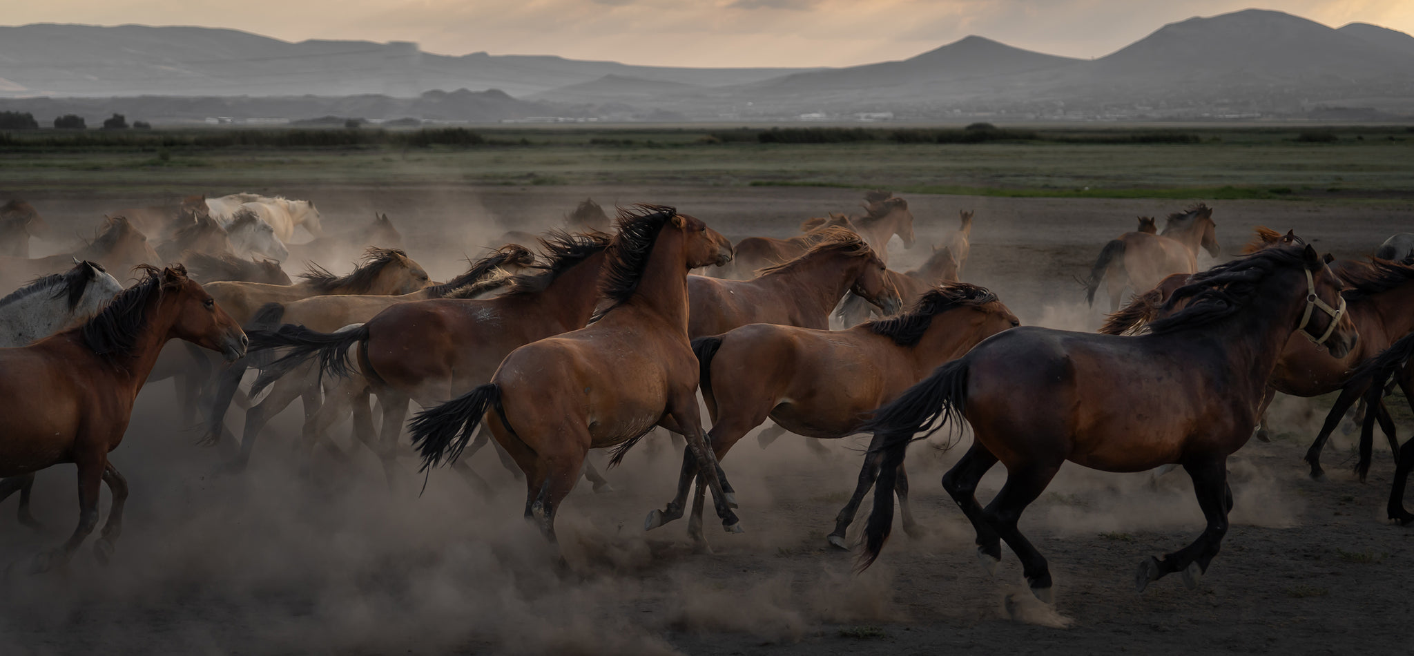 Yilki Horses of Kayseri and Their Herders - Anatolian Poetry