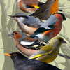 Birds Of Norway