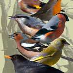 Birds Of Norway