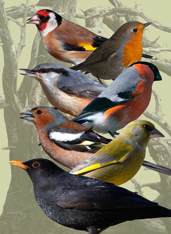 Birds Of Norway