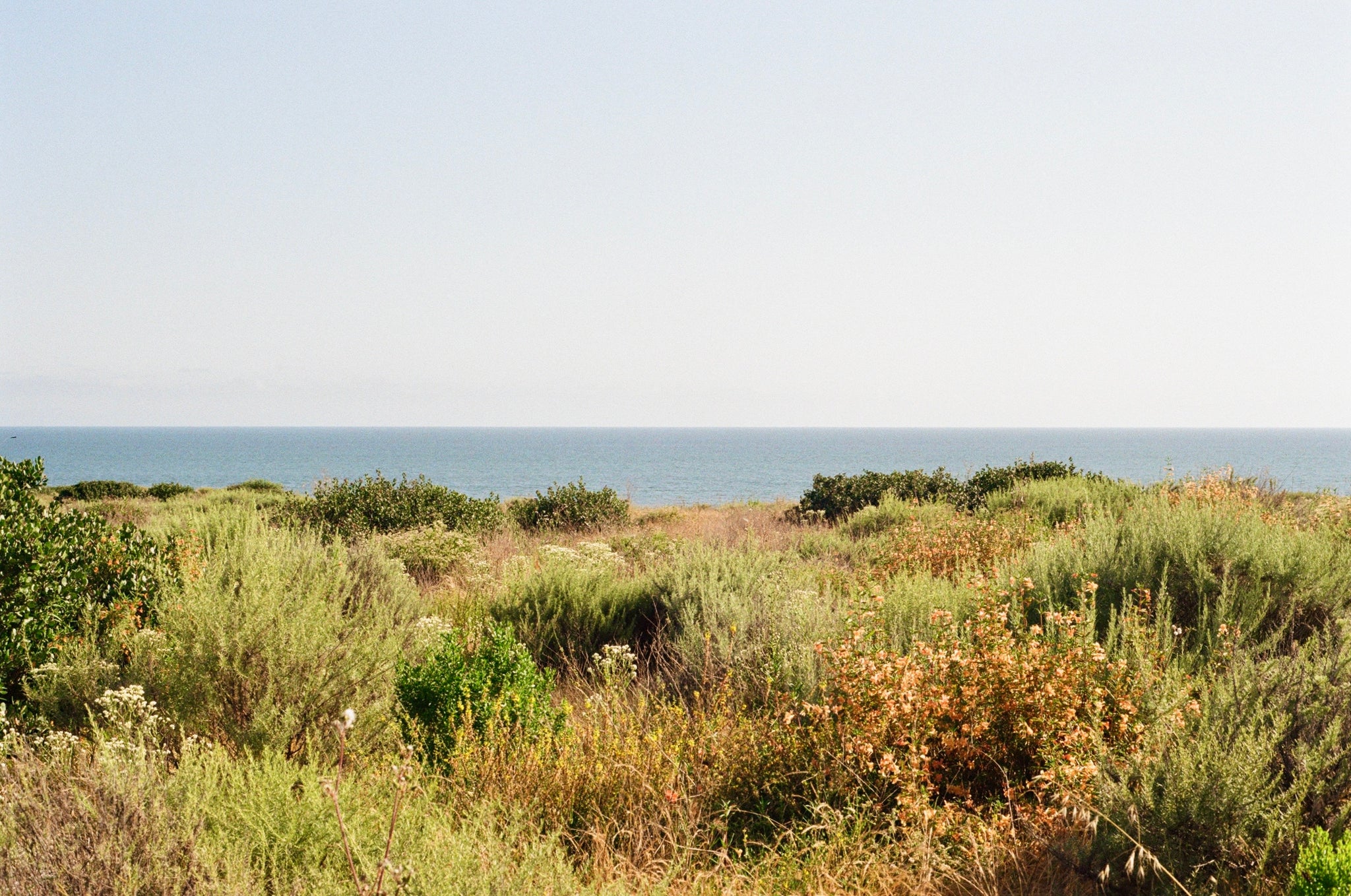 California Beach Flowers