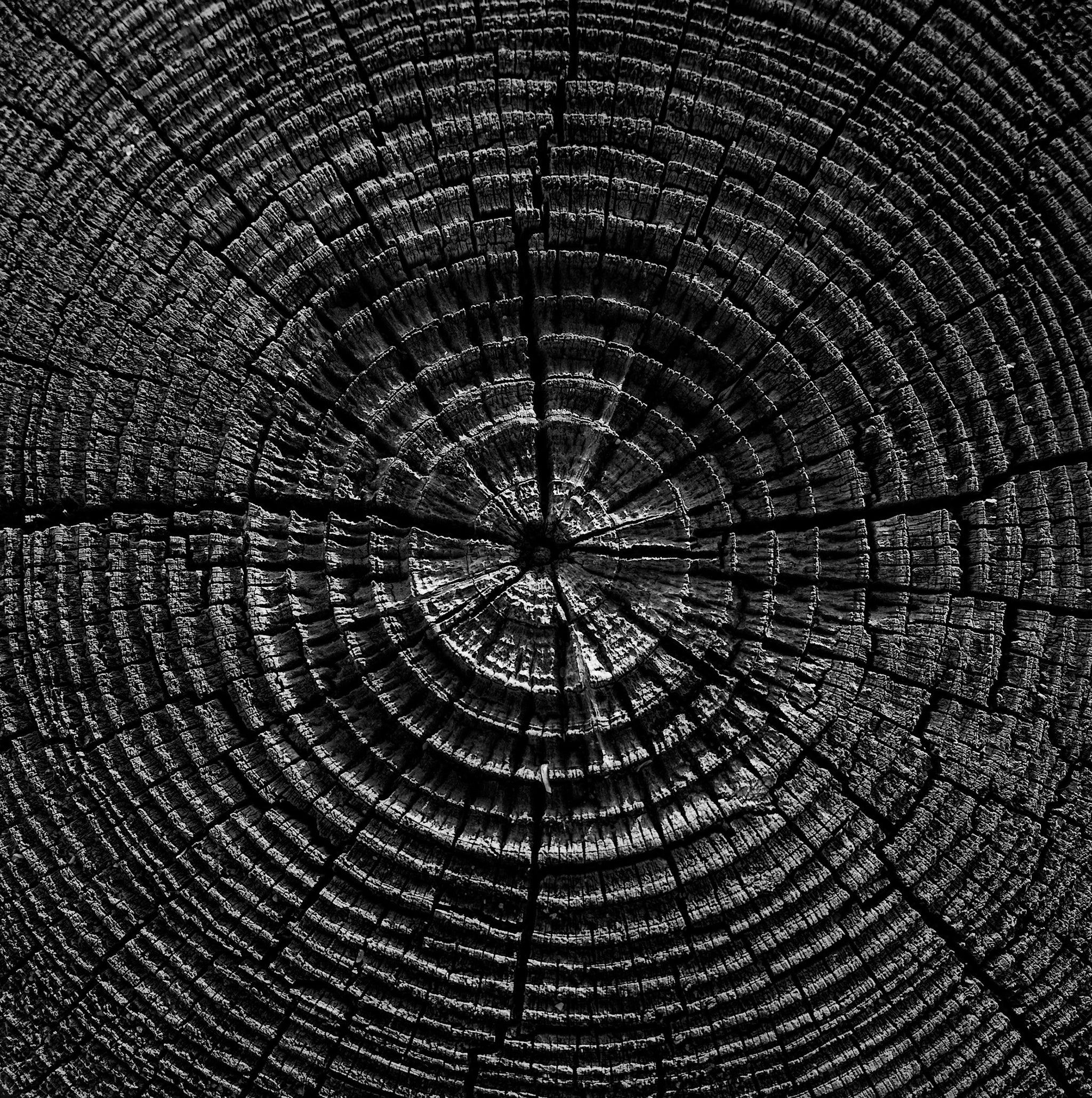 Circle of Life - Englewood, Florida