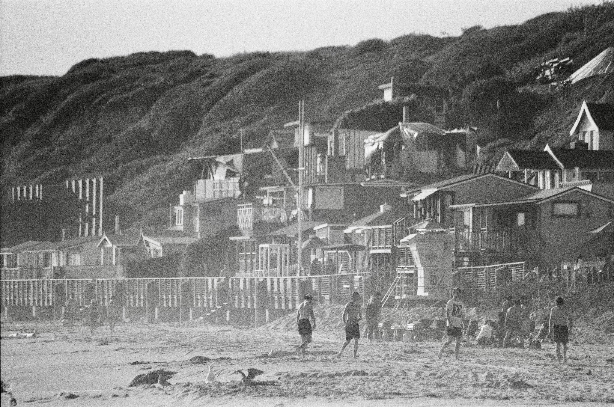 Crystal Cove Haze