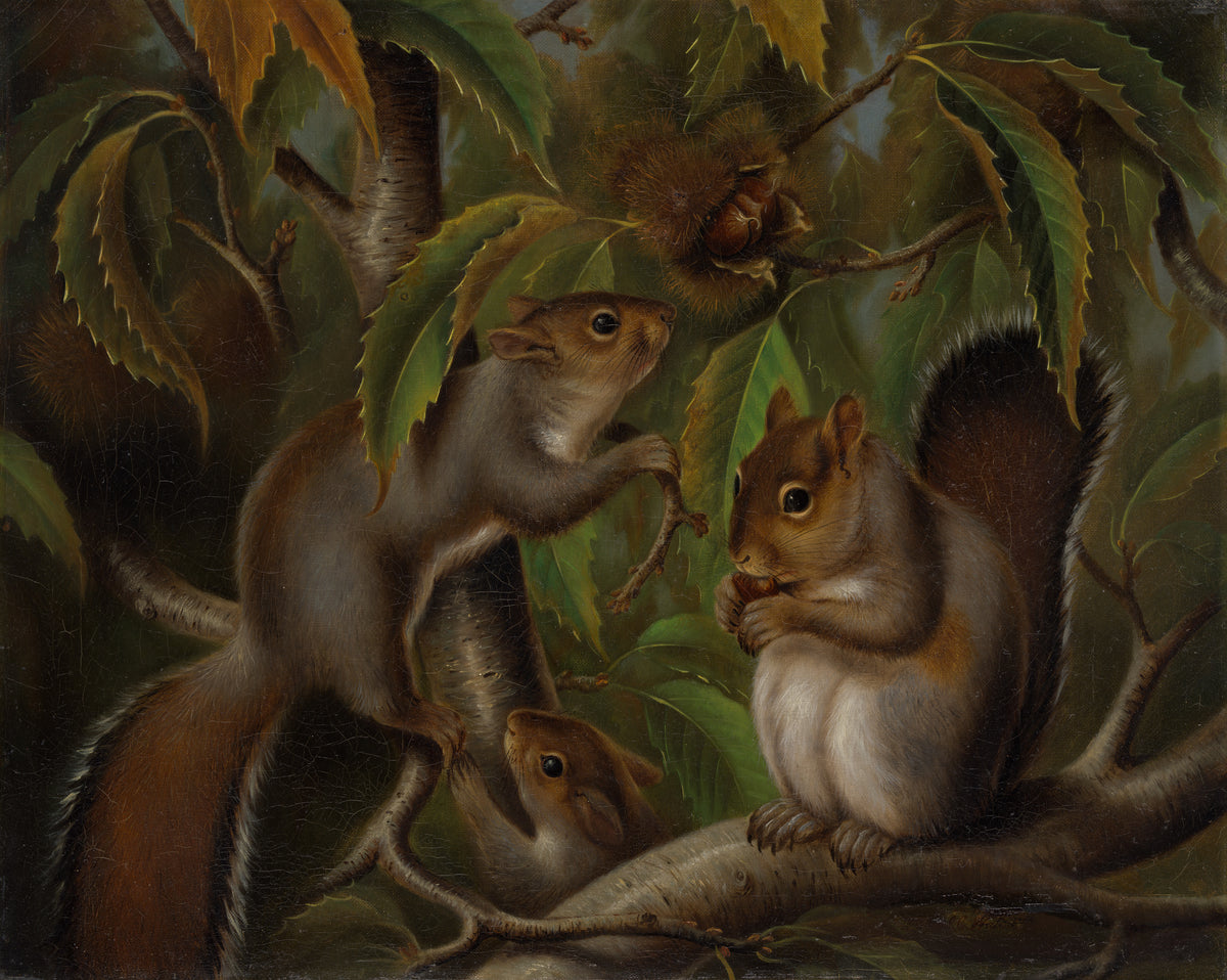 Untitled (Squirrels in a Chestnut Tree)