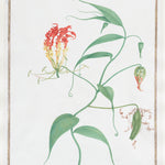 Gloriosa Superba (Climbing Lily)