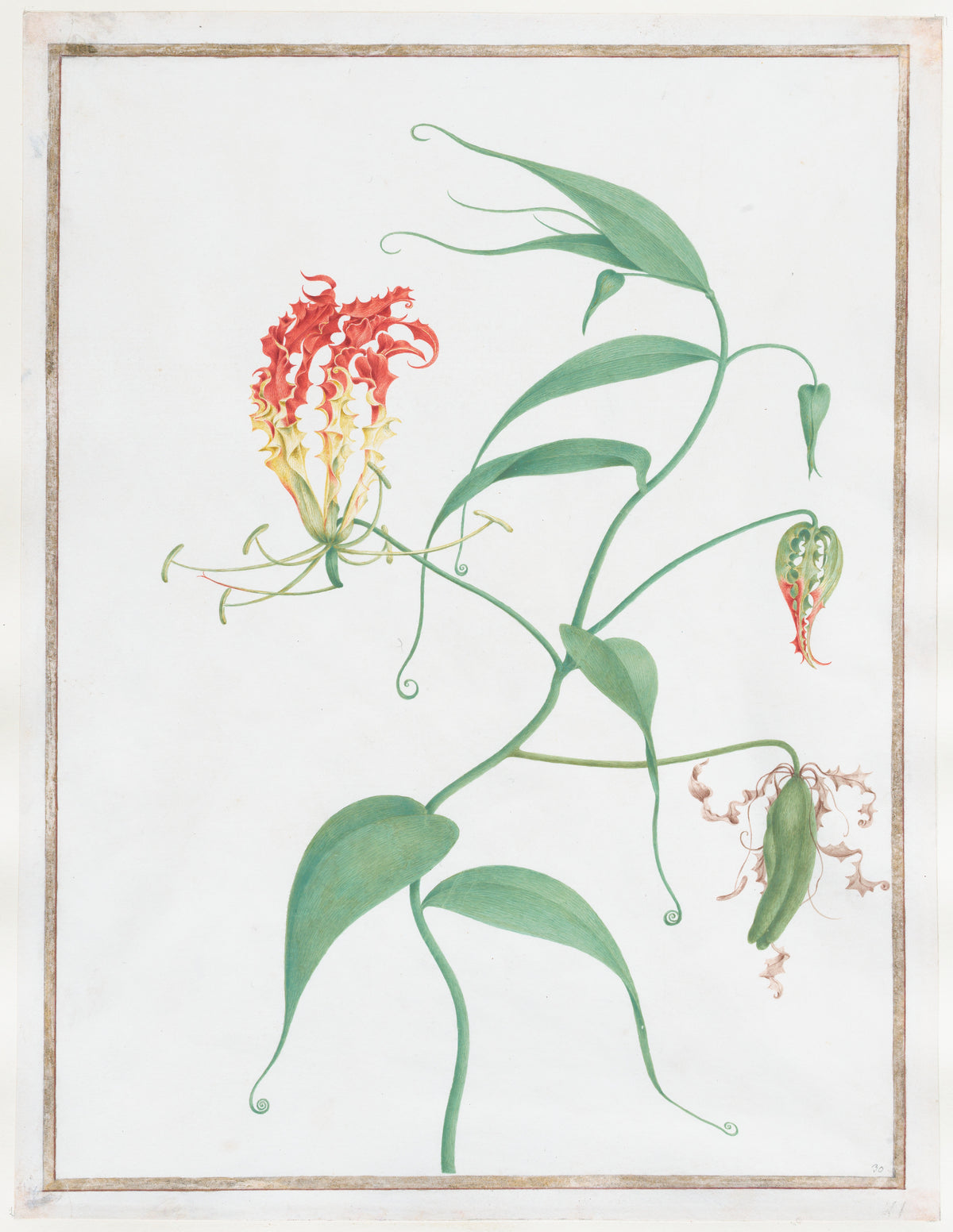 Gloriosa Superba (Climbing Lily)
