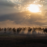 Yilki Horses of Kayseri and Their Herders - Evening Glow