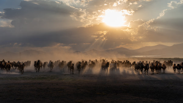 Yilki Horses of Kayseri and Their Herders - Evening Glow