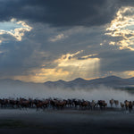 Yilki Horses of Kayseri and Their Herders - Generations In The Wild